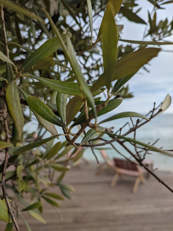Immagine gratuita di foglie, mar nero, olive