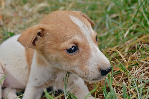 Photos gratuites de bébé chien, chiot, chiot mignon