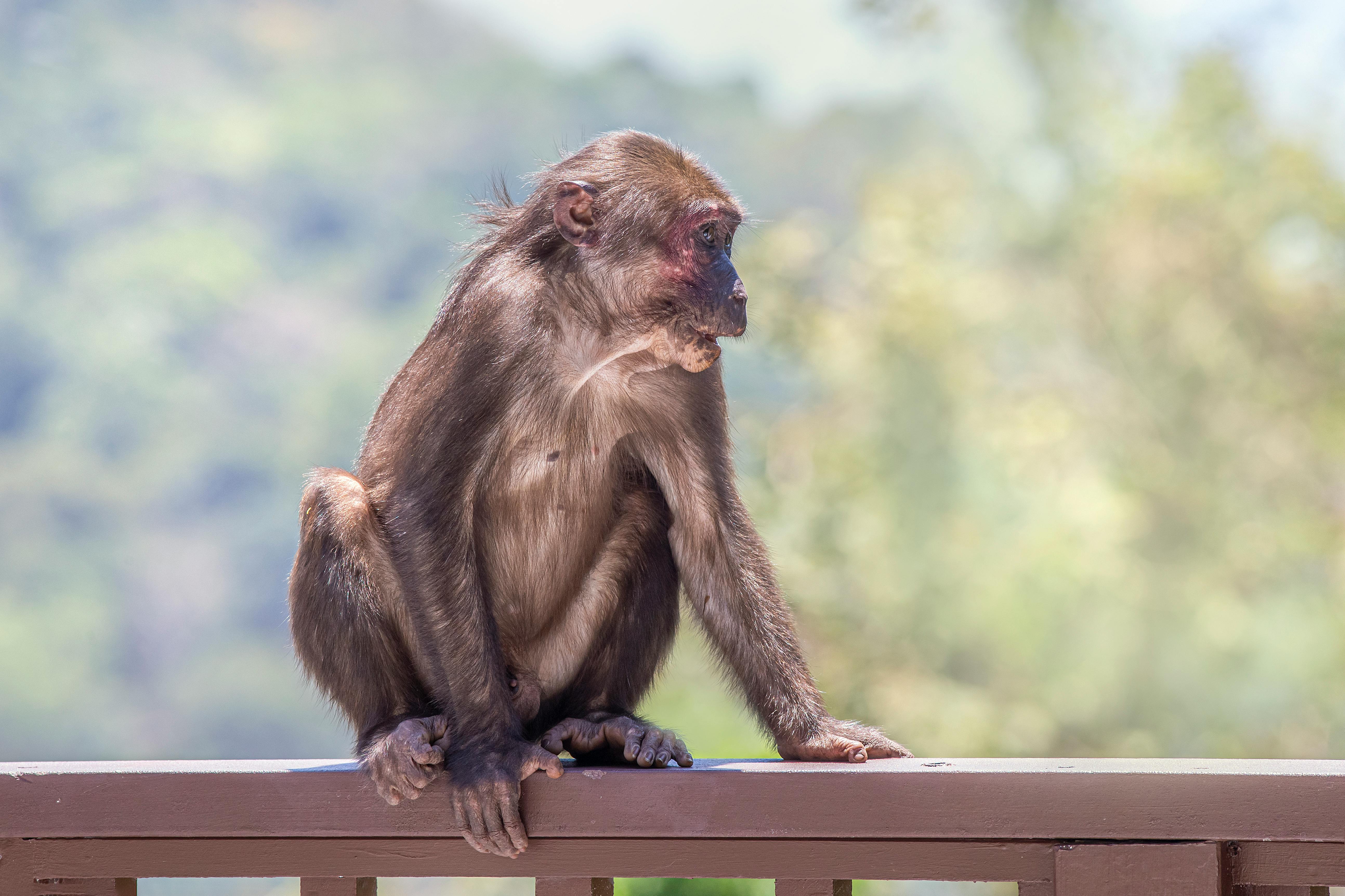 3.000+ melhores imagens de Macaco · Download 100% grátis · Fotos  profissionais do Pexels