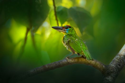 Green and Black Bird on Brown Tree Branch