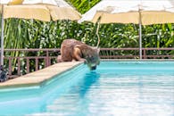 Brown Short Coated Dog on Swimming Pool