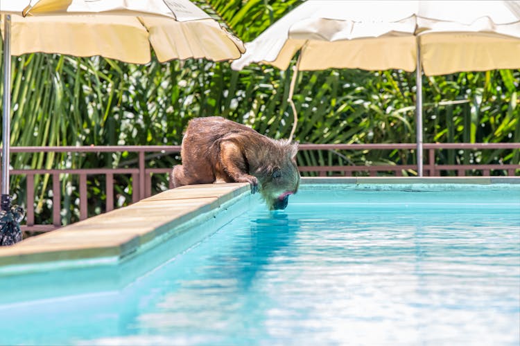 A Monkey Drinking On A Pool