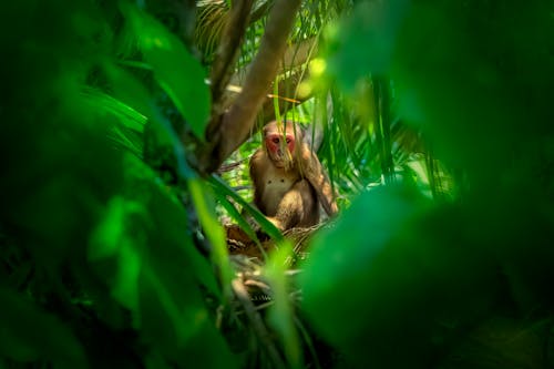 Free A Monkey Sitting on Tree Branches Stock Photo