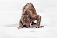 Brown Monkey on White Snow