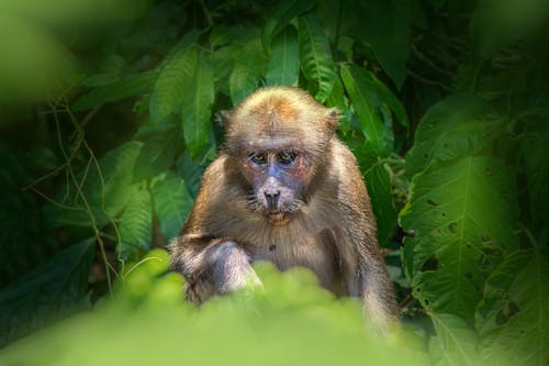 Kostenloses Stock Foto zu affe, grüne blätter, makaken