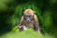 Brown Monkey on Tree Branch