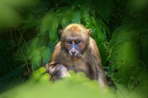 Free A lone macaque sits peacefully among dense green leaves in a jungle setting, showcasing wildlife in natural habitat. Stock Photo