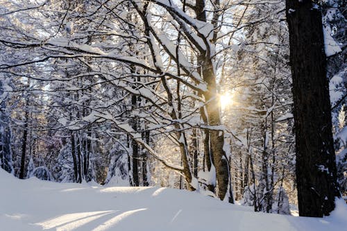 Бесплатное стоковое фото с голые деревья, зима, морозный