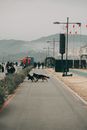 Black and Brown Dogs on Road