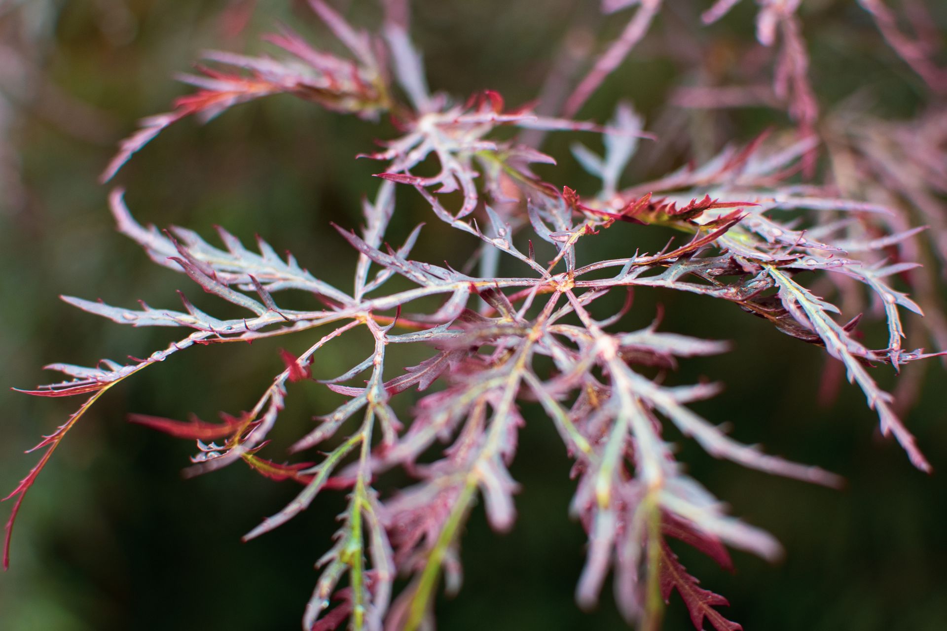 Detailed capture of colorful Japanese maple leaves highlighting their intricate patterns.