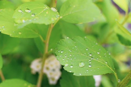 Water Droplets on Green Leaves