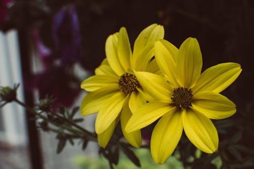 Fotografía En Primer Plano De Flores De Pétalos Amarillos