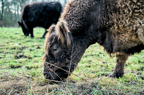 Free Close-up of Galloway cattle grazing in a lush green field outdoors. Stock Photo
