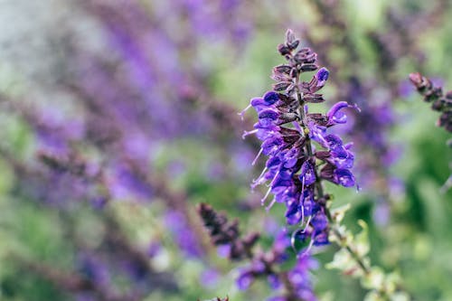 Free Selective Focus Photography Purple Petal Flower Plant Stock Photo