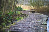 Wooden Walkway on a Marsh Between Trees