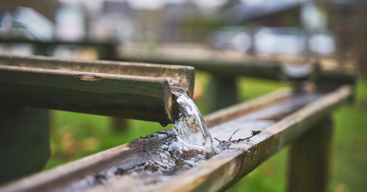 How to propagate bamboo cuttings