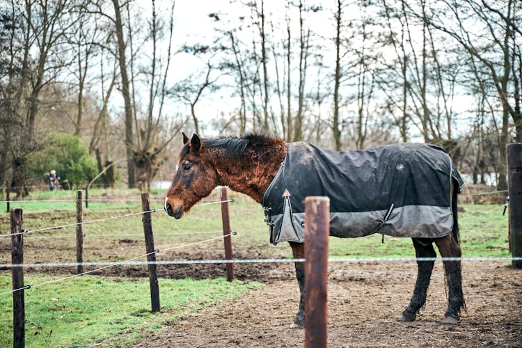 A Horse On The Farm