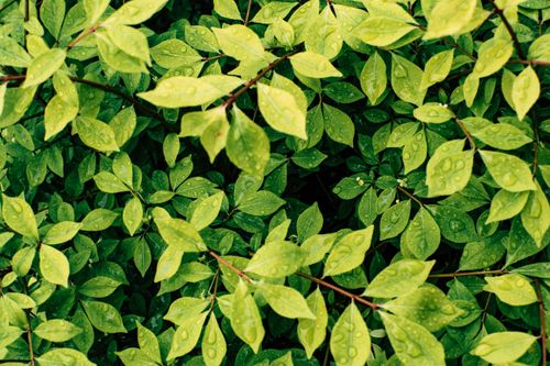Free Vibrant green leaves with water droplets, showcasing natural freshness and growth. Stock Photo