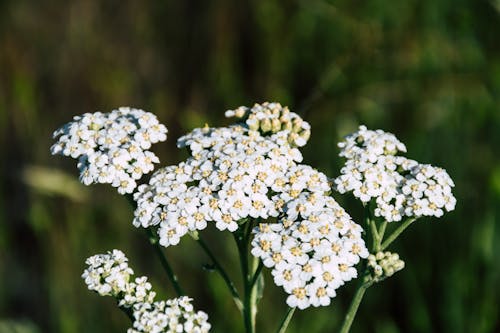 Fotografia Seletiva De Flores De Pétalas Brancas Durante O Dia