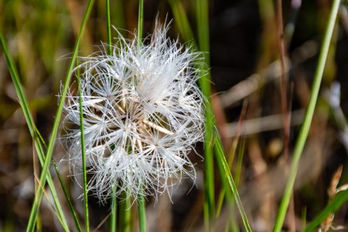 Free Detailed close-up of a white dandelion with a vivid natural background in Boise, Idaho. Stock Photo