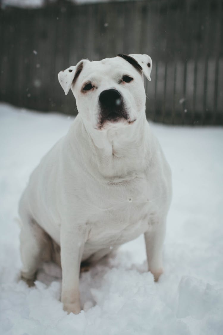 A White American Pitbull Sitting On Snow Covered Ground