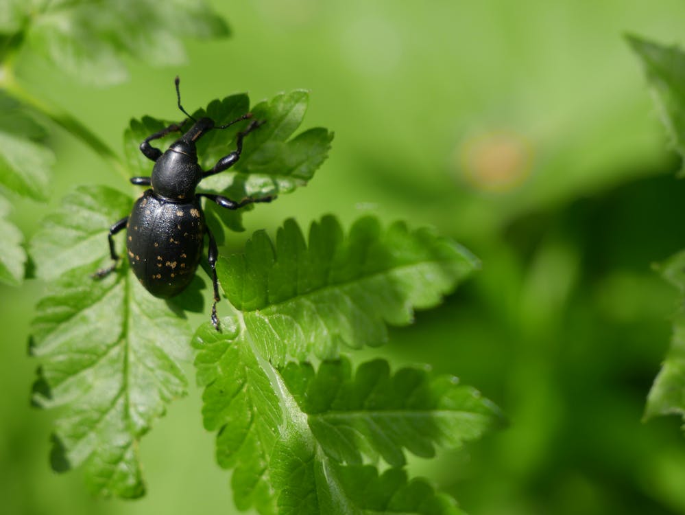 Black Weevil on Green Leaf