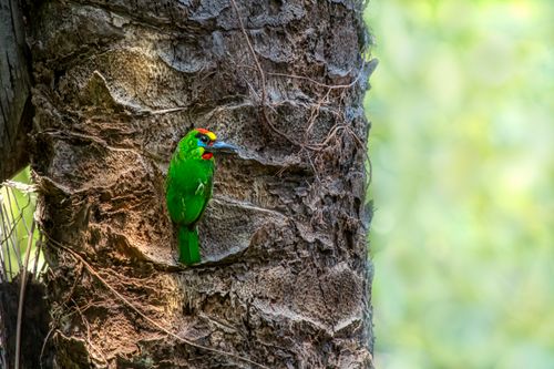 Free Close-up of a colorful red-throated barbet perched on rugged tree bark. Stock Photo
