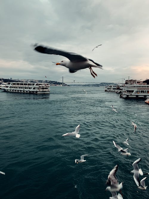 i̇stanbul 연인, 갈매기, 날으는의 무료 스톡 사진