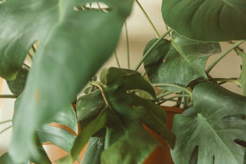 Gratis lagerfoto af Fingerphilodendron, grønne blade, swiss ost plante