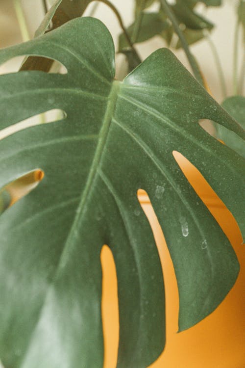 Monstera Leaf Plant Macro Photography