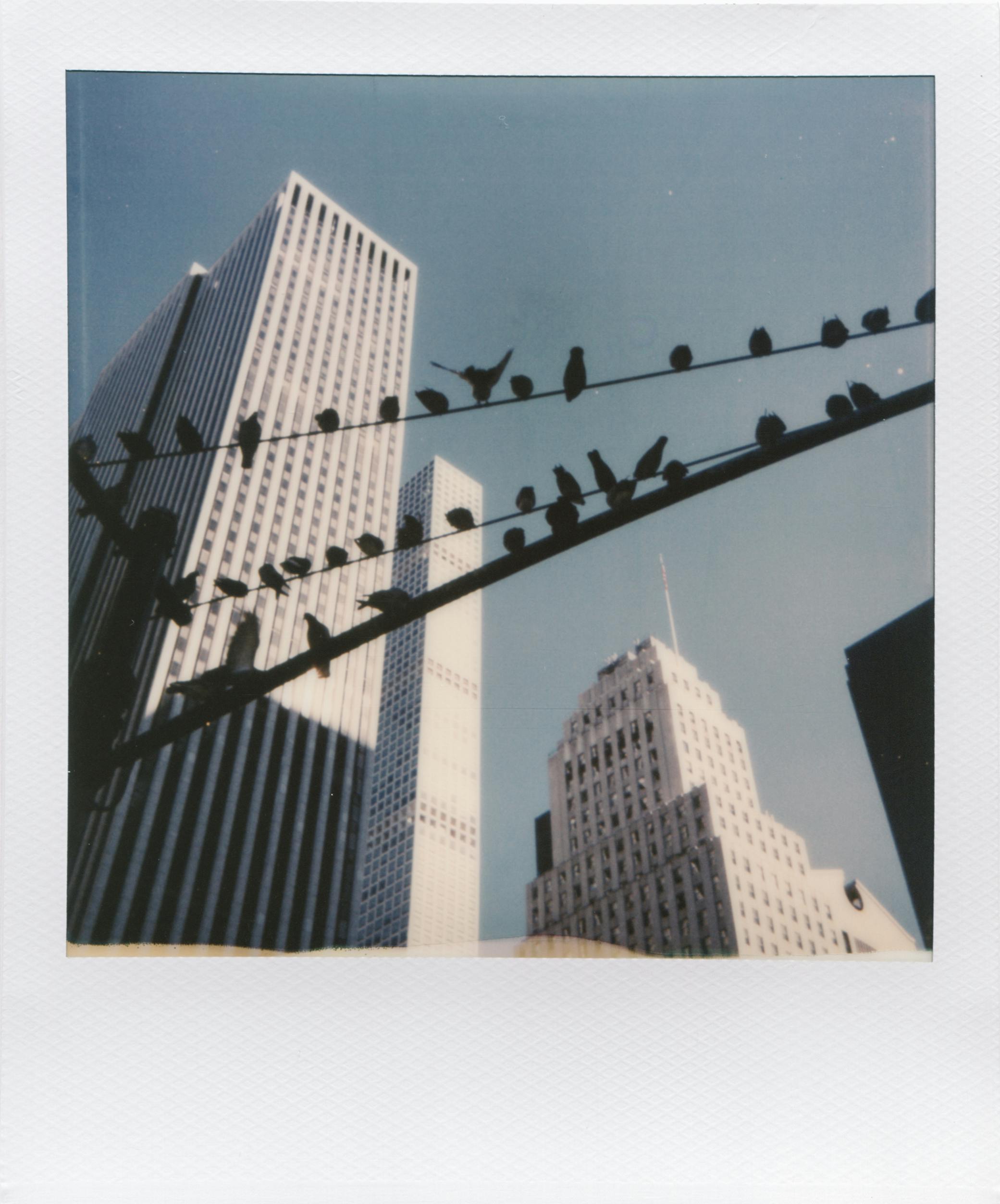 Silhouette of birds on wires with skyscrapers in background, New York City.