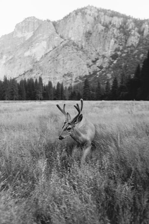 Deer Against Mountain