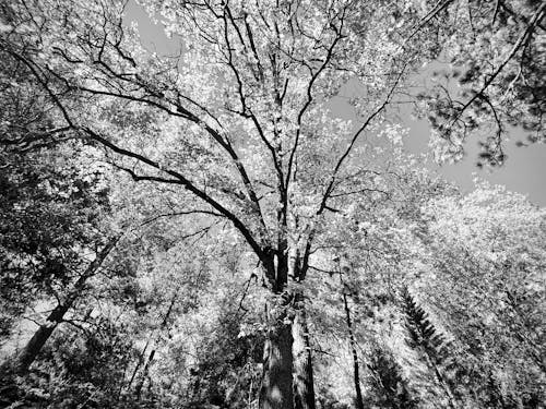 Low Angle Shot of Trees in Grayscale