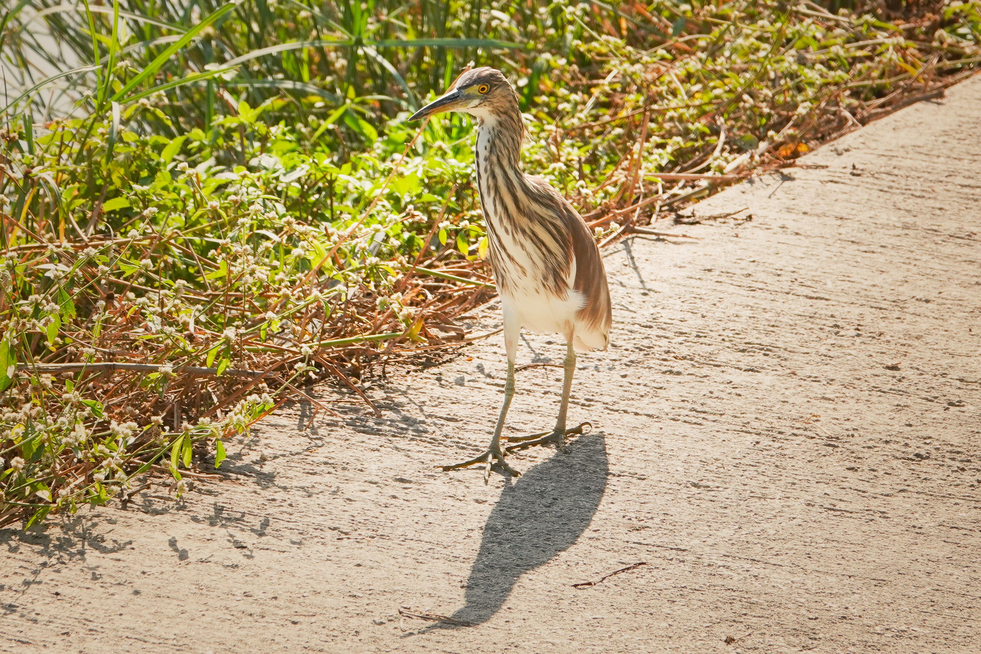 Réserve naturelle de Mai Po et observation d'oiseaux