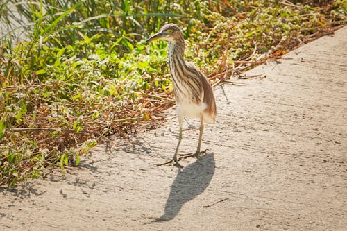 A Brown and White Bird on Concrete Walkway Near Green Grass