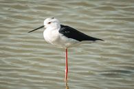 Close-up of a Black Winged Stilt