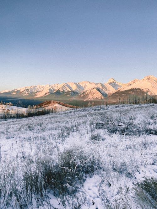 Fotos de stock gratuitas de al aire libre, campo de hierba, cubierto de nieve