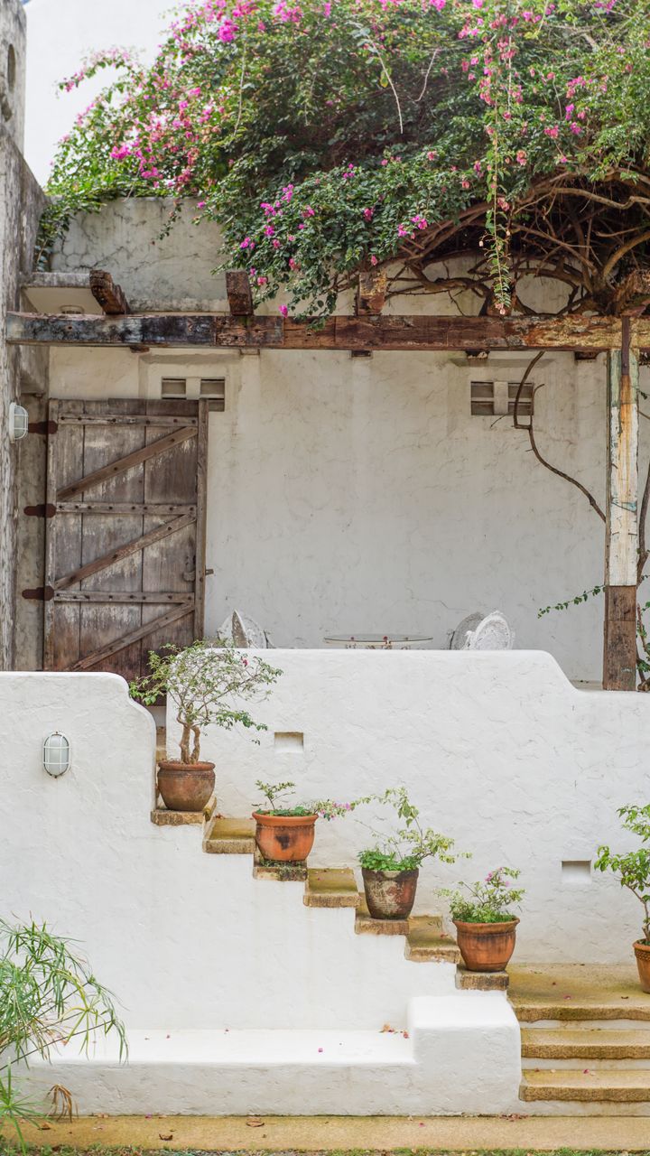 Plant Climbing Vines Along Fences