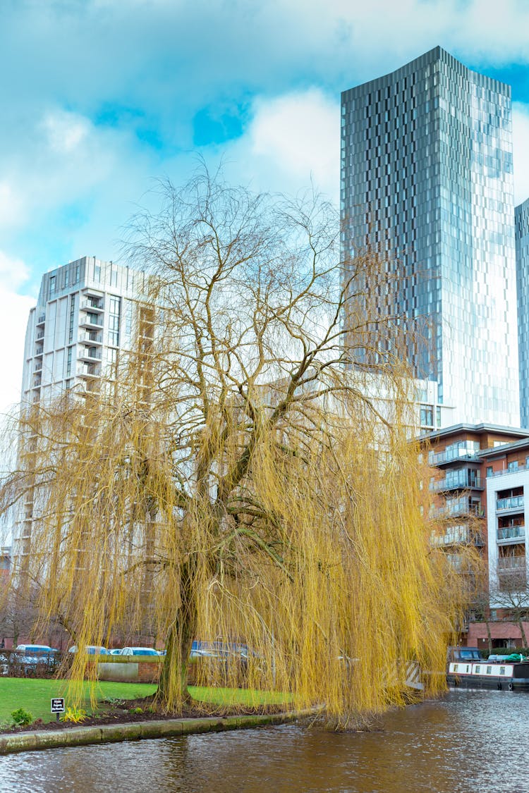 Weeping Willow By Pond In Park