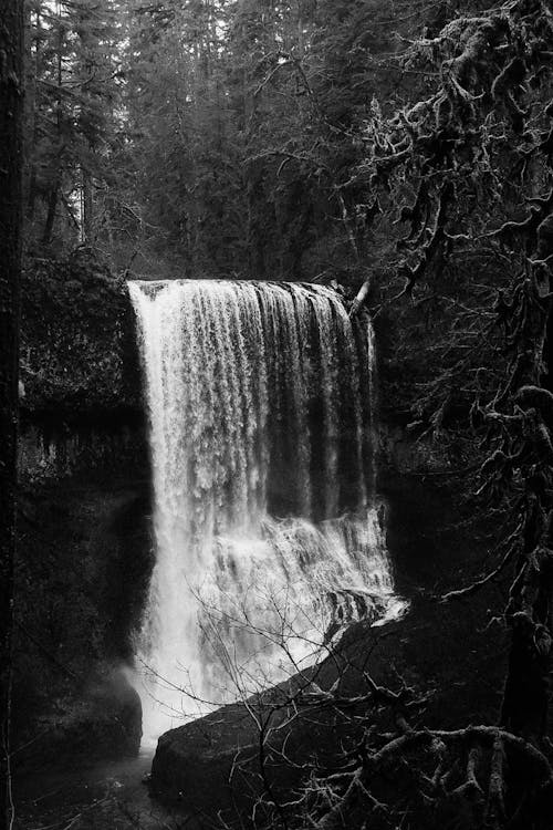 Free Grayscale Photo of Waterfalls in Forest Stock Photo