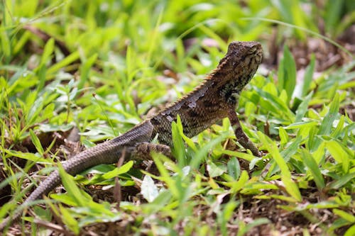 Oriental Garden Lizard on Green Grass