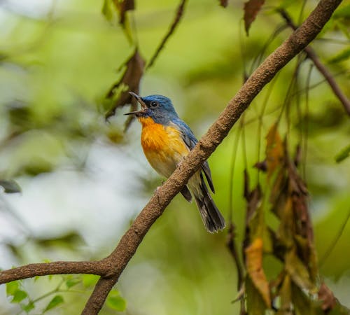 Blue and Yellow Bird Perched on a Tree Branch