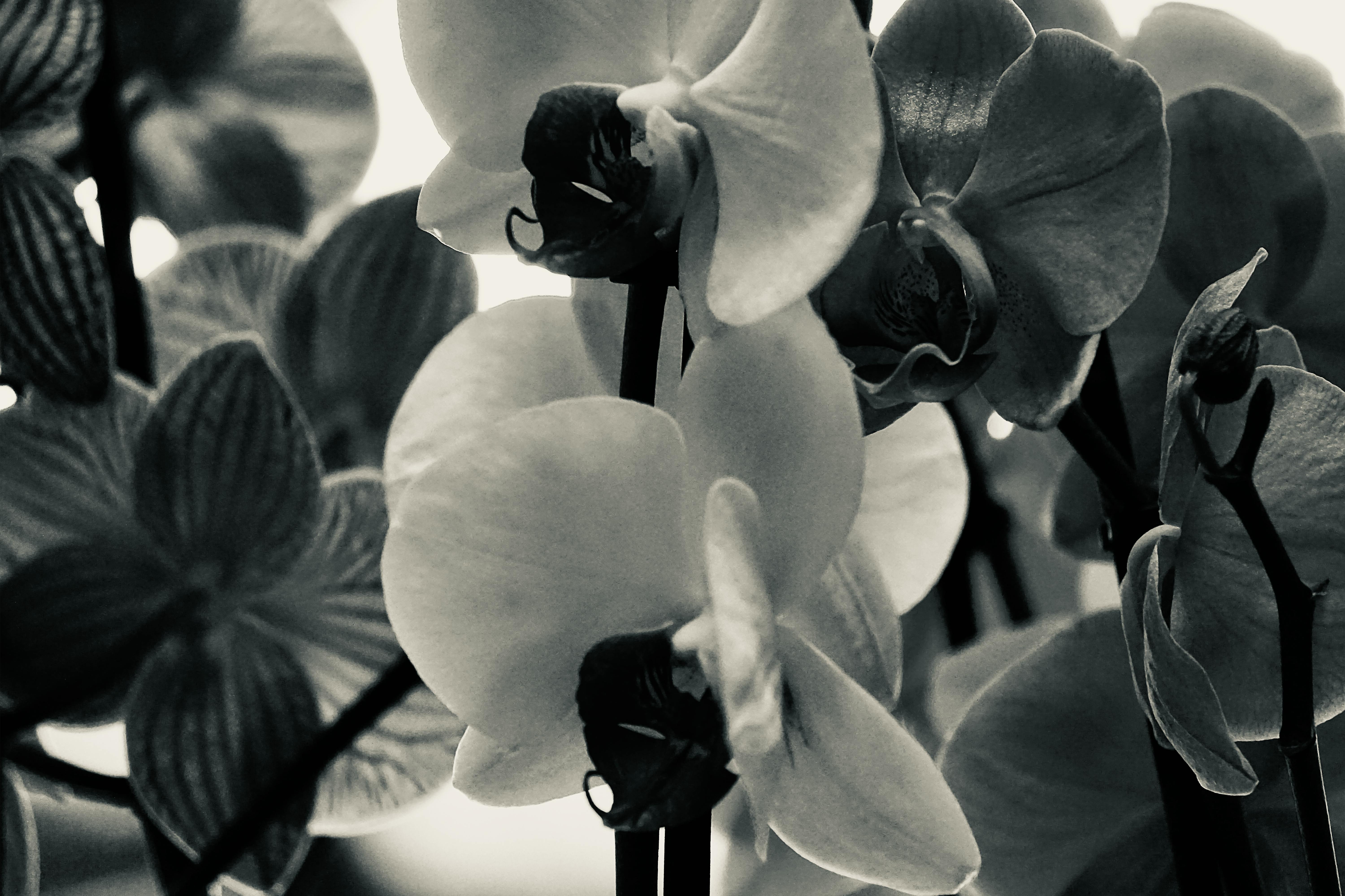 black and white orchids wallpaper