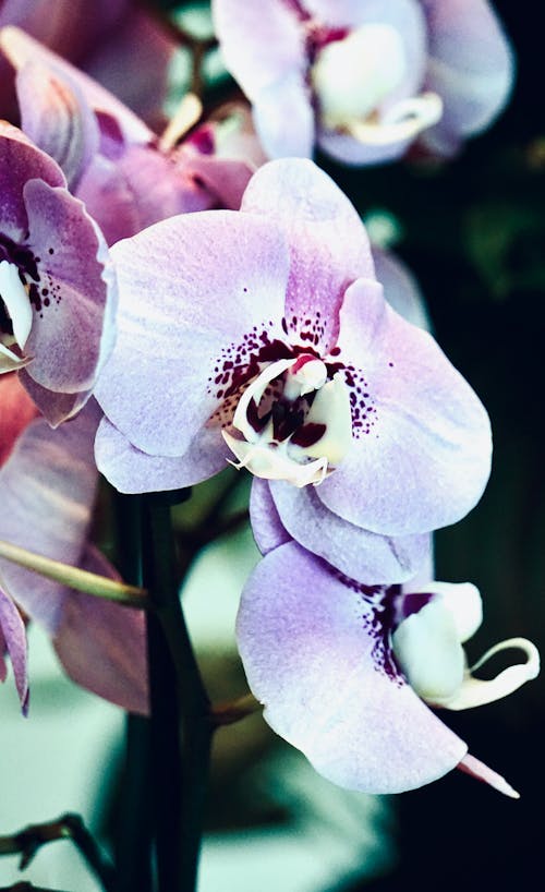 Close-Up Shot of Blooming Purple Moth Orchid