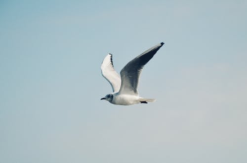 Free A Bonaparte's Gull Flying in the Air Stock Photo