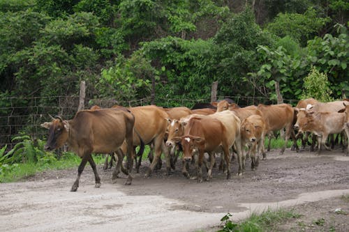 Fotobanka s bezplatnými fotkami na tému cattles, črieda, hospodárske zvieratá