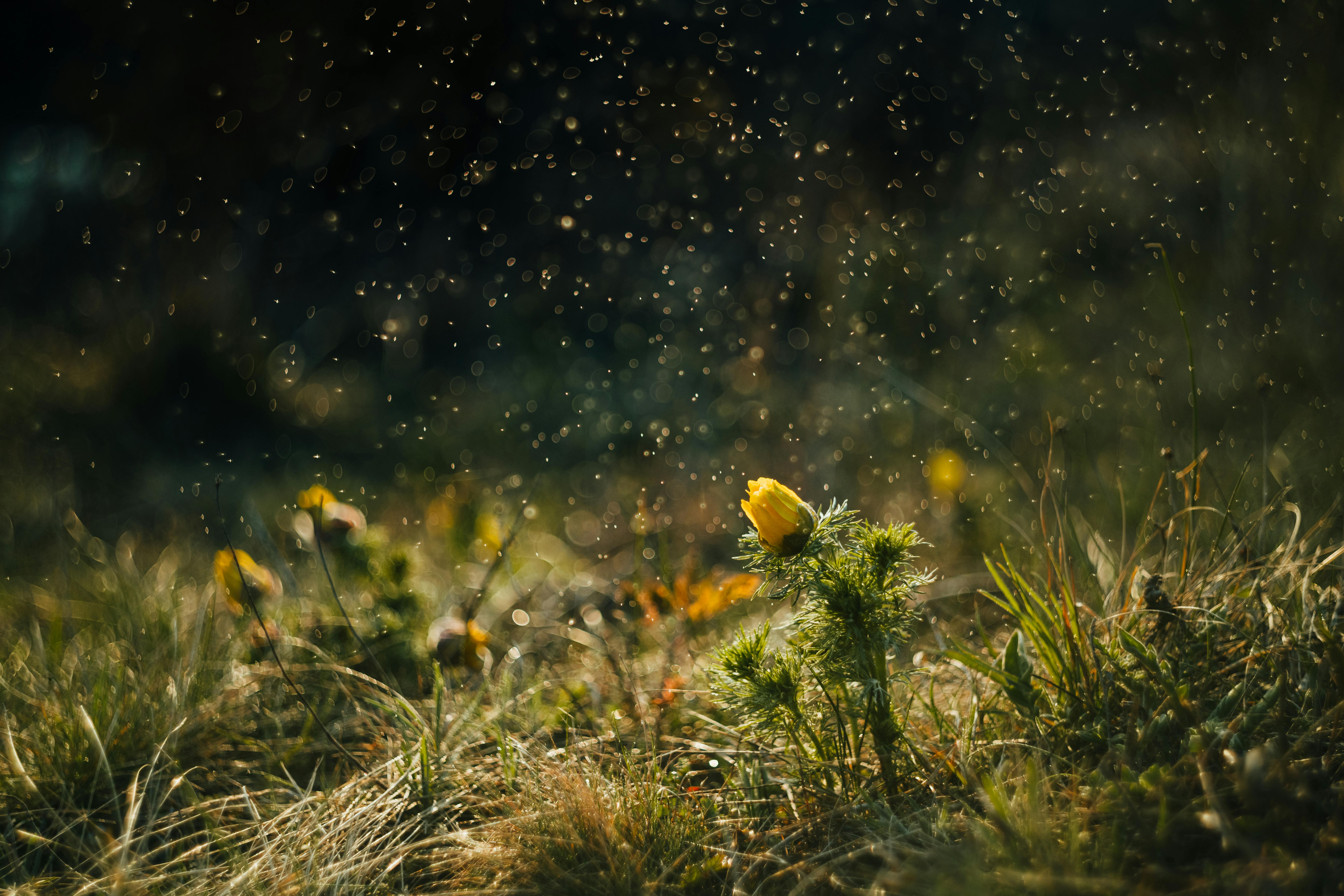 Close-up of a yellow flower bud in a misty meadow with raindrops.