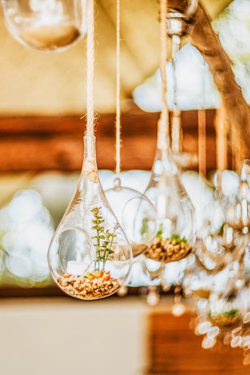 Plants in Hanging Glass Pots