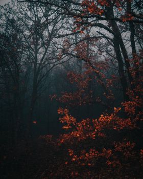 Misty forest scene with vibrant autumn leaves creating a moody and serene atmosphere.
