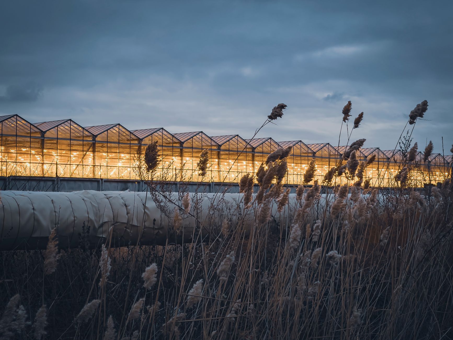 Boekelse wietkweker stelt noodzaak als motief voor kweken